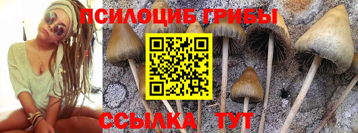 Галлюциногенные грибы Cubensis  Вход с VPN  Галлюциногенные грибы мицелий  Тамбов 